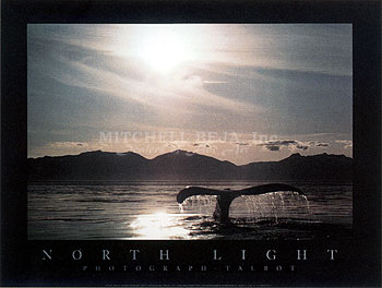 North Light