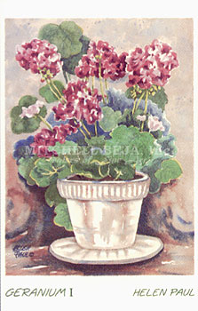 Geranium I