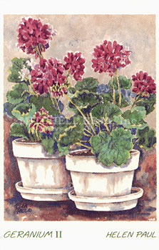 Geranium II